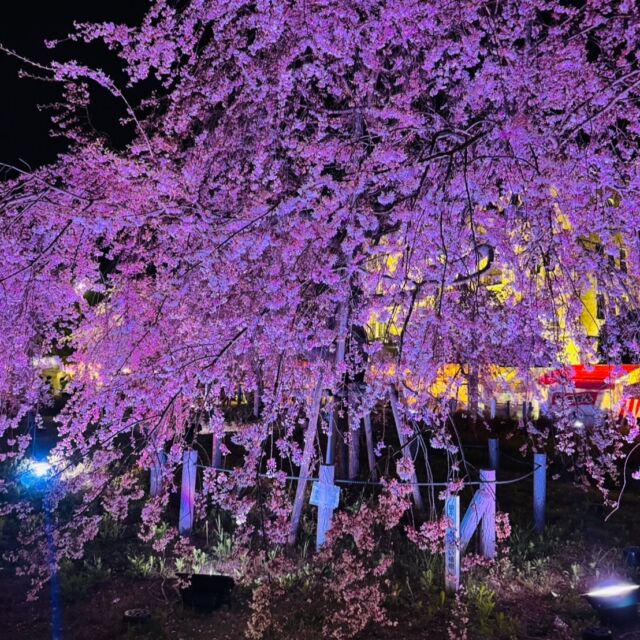 今年も桜の季節が到来！

昨夜、鶴舞公園にお邪魔しました。

見事な桜に心が癒されました！
このひと時がずっと続けば良いのに。

桜のシーズンは短いですがAVハーツのシーズンに終わりはありませんｗｗ

明日の金曜日は団体割引実施しております。
花見の後は、皆様お誘いあわせのうえ是非当店にお立ち寄りください！

皆様のご来店お待ちしております。

http://avhearts.com #名古屋 #名古屋駅 #納屋橋 
#風俗 #ヘルス #ファッションヘルス #人気 #かわいい #激安 #花びら #回転 #有名 #鶴舞公園 #桜